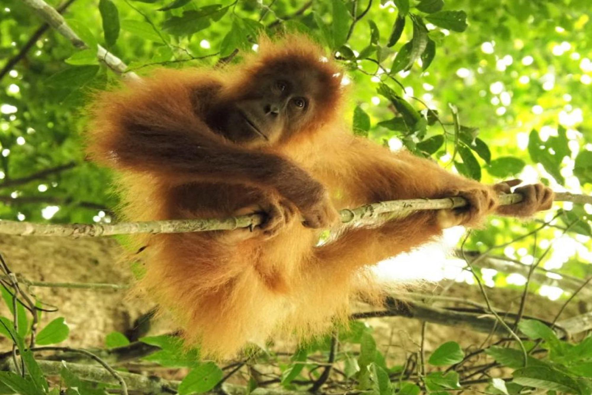 Jungleriverhouse & Jungleriverresort Bukit Lawang Exterior foto